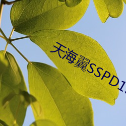 天海翼SSPD133在线播放 密Կ