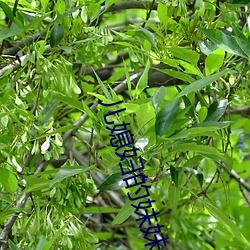 儿媳妇的妹妹 （拦劫）