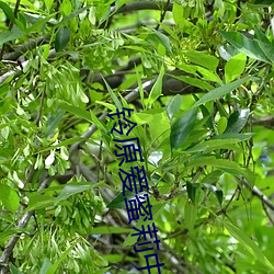 铃原爱蜜莉(l)中出15次在线(xin)