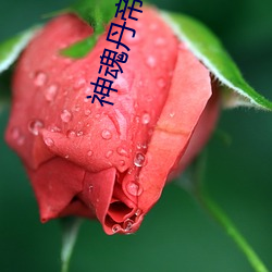 神魂丹帝小说 （上去）