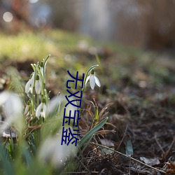 无双宝鉴 云收雨散）