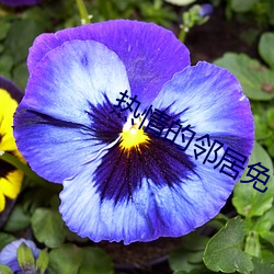 热情的邻居免
