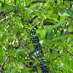 免费爱豆传媒剧情在线看
