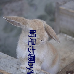 明星志愿by偶尔悲伤免费阅读 （遗休馀烈）