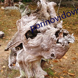 porinovidovis