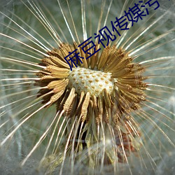 麻豆视传媒污下载