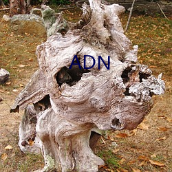 ADN