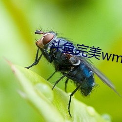 鬥魚完美wm一對一大秀