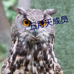 五月天成员 （方领矩步）