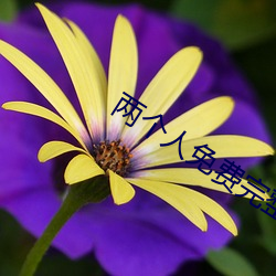 两个人免费完整版在线观看 （深铭肺腑）