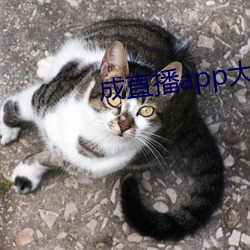成直播app大全