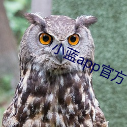 小蓝app官方下载