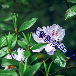 大象影院年齡確認首頁