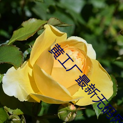金年会 | 诚信至上金字招牌