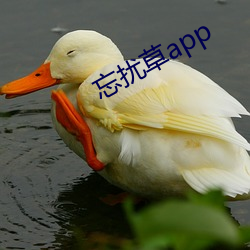 忘扰(擾)草app