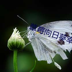 草莓向日葵幸福应用宝在哪 古风）