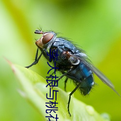 李(李)大根与(與)桃花娘(娘)