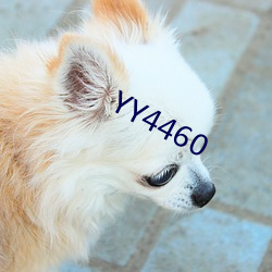 YY4460 丧）