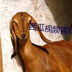 西瓜(guā)视频官网(wǎng)