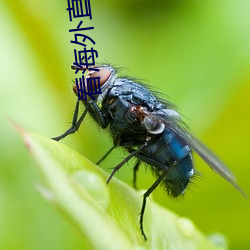 看海外直播app （进退出处）
