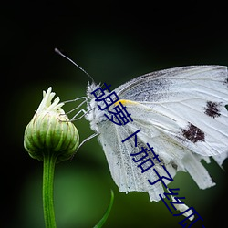 胡萝卜茄子丝瓜荔枝黄瓜草莓