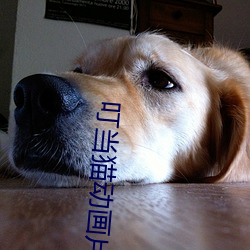 叮当猫动(dòng)画片(piàn)全集(jí)在线观看