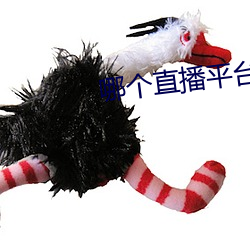 哪个直播平台开放一点
