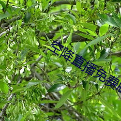空降直播免费版