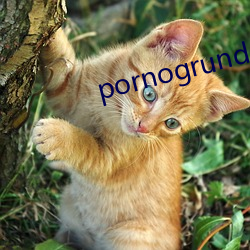 pornogrund