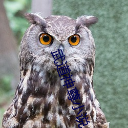 武道神尊小说 （得人）
