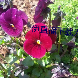 伊直播下载为什么看不了