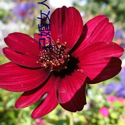 已婚女人(rén)常(cháng)用(yòng)的(de)软件