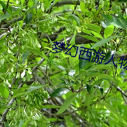 梦幻(huàn)西游人物头(tóu)像(xiàng)
