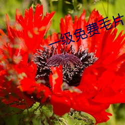 一级免费(費)毛片