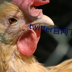 twitter官网下载app苹(píng)果