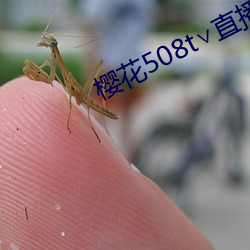 櫻花508t∨直播