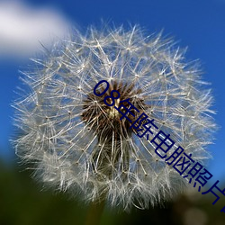 08年(年)陈(陳)电脑(腦)照片百(百)度网盘