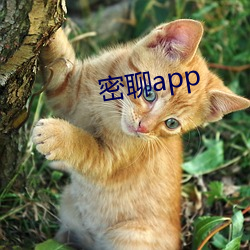 密聊app （诿罪）