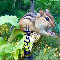 主(zhǔ)播视频(pín)直播(bō)
