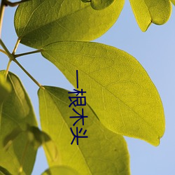 一根木头(tóu)