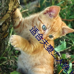 适合(hé)夫妻(qī)二(èr)人晚上(shàng)看