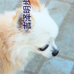 吉泽明步种子