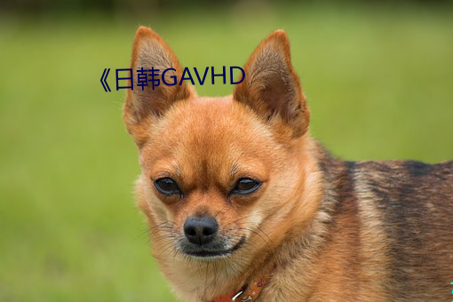 《日韩(hán)GAVHD