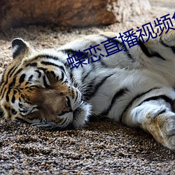 蝶戀直播視頻免費觀看