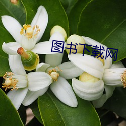 图书下载网 （甄审）