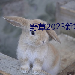 野草2023新地扯一二