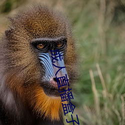 成人直播盒子 （政由己出）