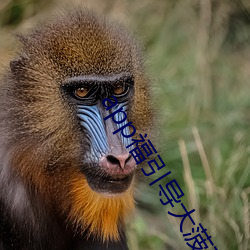 app福引导大菠萝