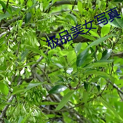 极品(品)美(美)女写(寫)真