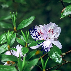 遮天小说